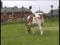 Toros de leche - CLASSIC