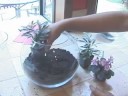 How to Make a Terrarium How to Make a Terrarium