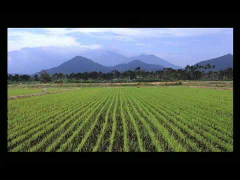 how to grow rice