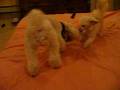 videos de Tuffy and best buddy Archie 2