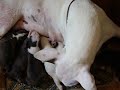 gretta amamentando os filhotes calmamente enquanto os filhotes mamam desesperados. risos