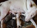 gretta amamentando os filhotes calmamente enquanto os filhotes mamam desesperados. risos