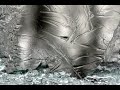 Time Lapse Frost Patterns 2 Time Lapse Frost Patterns 2