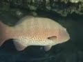 El mejor pecio del mundo en www.bajoelagua.com
