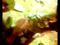 videos de comentariosss sobre la noxe   brutal findeaño