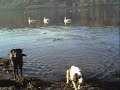 A Walk with the Dogs