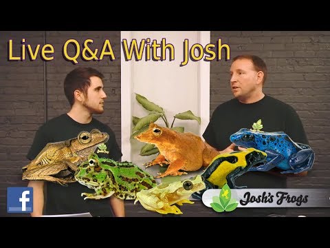 YouTube reptile video