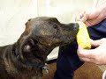 Duke Loves Corn on the Cob Duke Loves Corn on the Cob