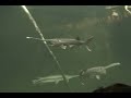 Shedd Aquarium, Chicago Illinois (Part 1)