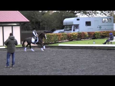 how to collect at the canter