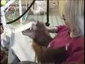 Feeding A Baby Orangutan