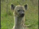 Spotted Hyena