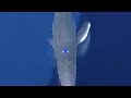 Sonic Unleashed Holaska Trailer Sonic Unleashed Holaska Trailer