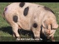 I felt it was only appropriate to put something up in response to all the coverage of the recent Swine Flu outbreak. Pigs are getting a bad rap on this one. The government is supposedly renaming the virus to H1-N1, but it doesn't seem to be catching on. SONG LYRICS Miss Piggy, Arnold Ziffle, neither has a little sniffle Porky Pig and Pooh's Piglet No fever yet Putnam, Gordy, Toot and Puddle Not contagious safe to snuggle Ask Petunia Babe, Noelle All of them feel well Wilbur, Hamm Hogzilla ...