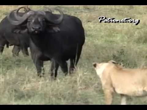 ライオンVSãƒãƒƒãƒ•ã‚¡ãƒãƒ¼ã€€lion vs buffalo