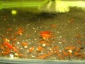 shrimp attack!