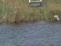 Visdiefje Visdiefje