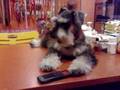 my schnauzer can sings song..