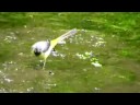 Grey Wagtail Grey Wagtail