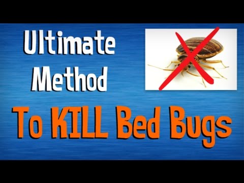 how to remove bed bugs from a bed