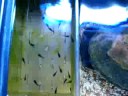 how to care molly babies
