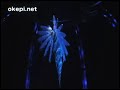 cirque du soleil zed report by okepi net