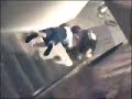 The Great Stair Race