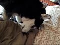 Sasha the Siberian Husky Buries Treat in Bed