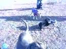 boxing and barking boxing and barking
