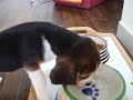 Kaiser The Beagle - Eating Kibbles