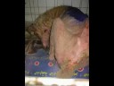 Animal Medical Care Foundation Medical Care