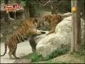 Everland's Lastest Episode: Lion vs Tiger Part 1 of 3