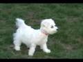 Playful Bichon Puppy