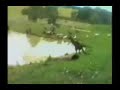 Bad kangaroo