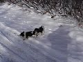 pups3