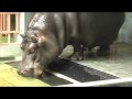 Imani the baby hippo Imani the baby hippo