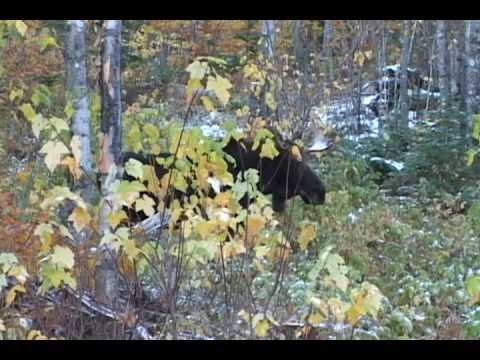 Big Bull Rutting Maine Moose “10 Yards”