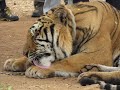 Thailand, Tiger Temple