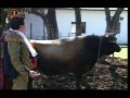 Chachacha - Arturo Raza Torina 380W