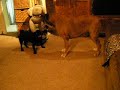 Pug and Boxer play Pug and Boxer play