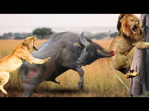 Most Incredible ! Lion vs Buffalo Real Fight | Buffalo Attacks Male Lions To Death | Wildlife