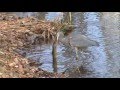 Friends of Loggers Creek Preservation by Nancy Caspersen