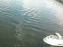 26\" carp