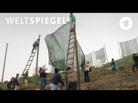 Schnappschuss: Nebelfänger in Peru | Weltspiegel