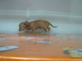 videos de Chihuahua Macho STA REF:222