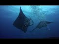 Manta Ray @ Maldives