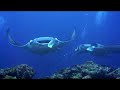 Manta Ray @ Maldives