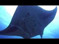 Manta Ray @ Maldives
