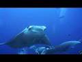 Manta Ray @ Maldives