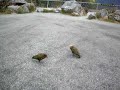 kea-parrot-surprised-lustiger-kea-beim-putzen-berrascht-.html